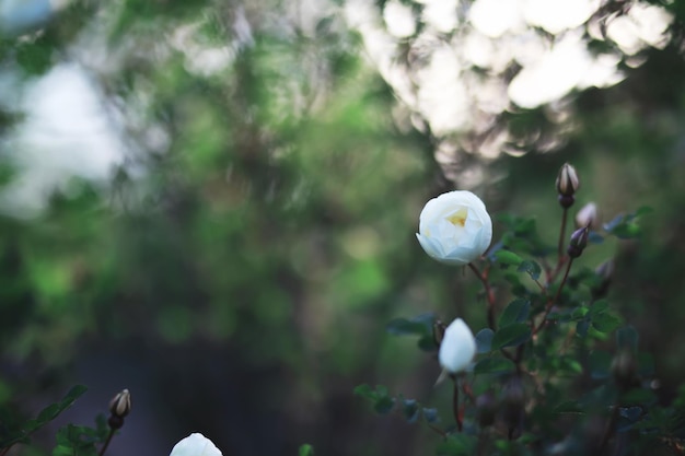 White flowers on a green bush The white rose is blooming Spring cherry apple blossom