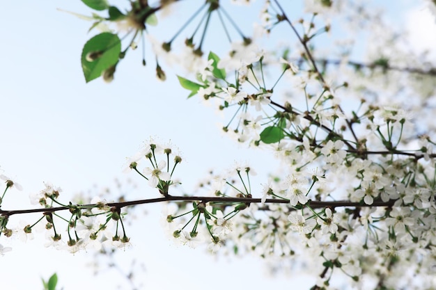 White flowers on a green bush The white rose is blooming Spring cherry apple blossom