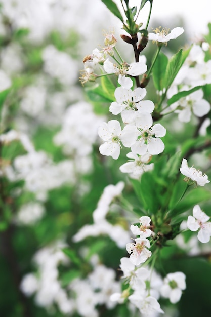 White flowers on a green bush The white rose is blooming Spring cherry apple blossom