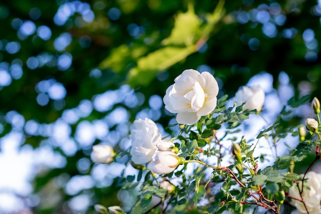 White flowers on green bushrosa pimpinellifolia the burnet rose which is particularly associated wit