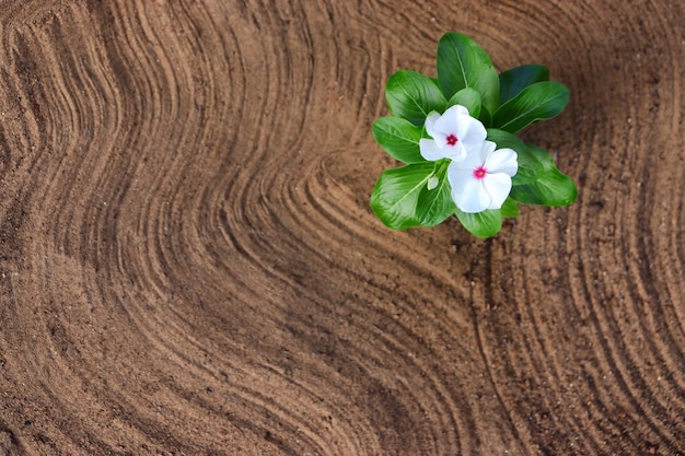 White flowers and green foliage against the background of wave patterns on the sand