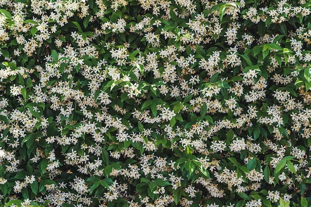 White flowers among green leaves of Trachelospermum jasminoides commonly known as Star jasmine