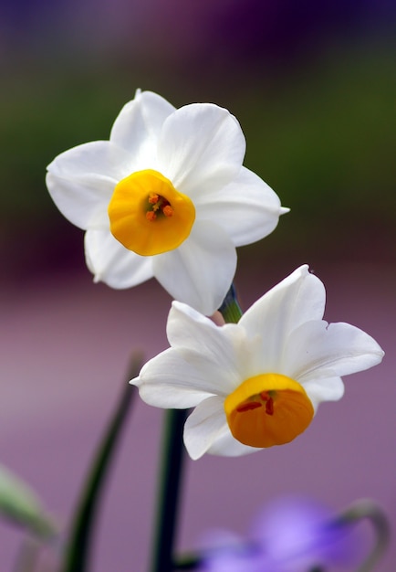 White flowers on green natural background