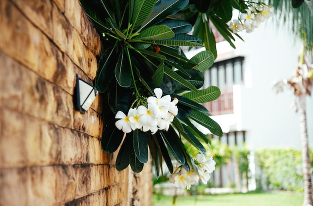 white flowers hanging on a brick fence