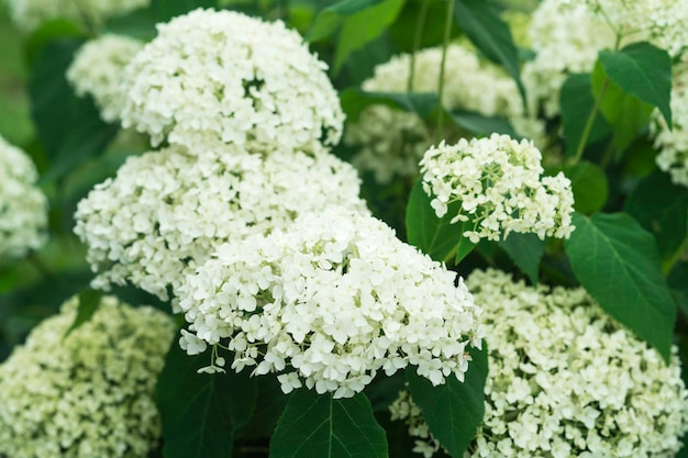 White flowers of hydrangea growing in the garden