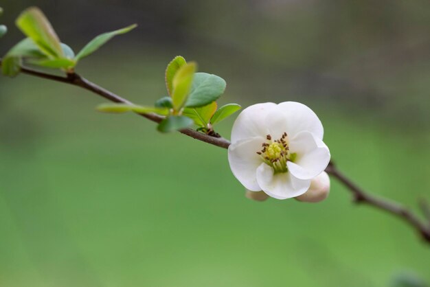 White flowers of Japanese Quince Floral spring background