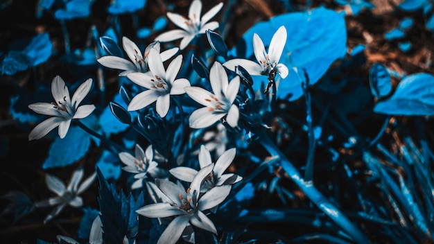 White flowers of Jasmine grow in grass Flower with white petals and yellow tendrils in the center Photo in blue tone Dark night photo