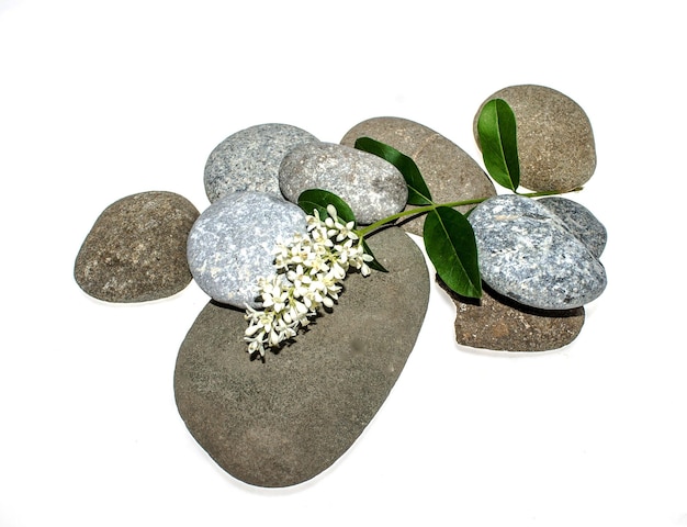 White flowers of ligustrum plant on white background