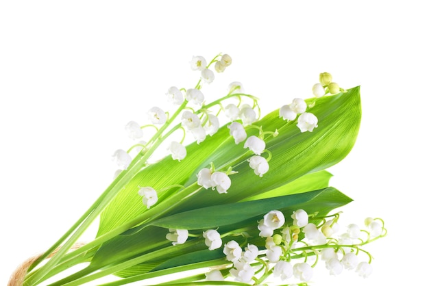 White flowers lilies of the valley isolated on white background