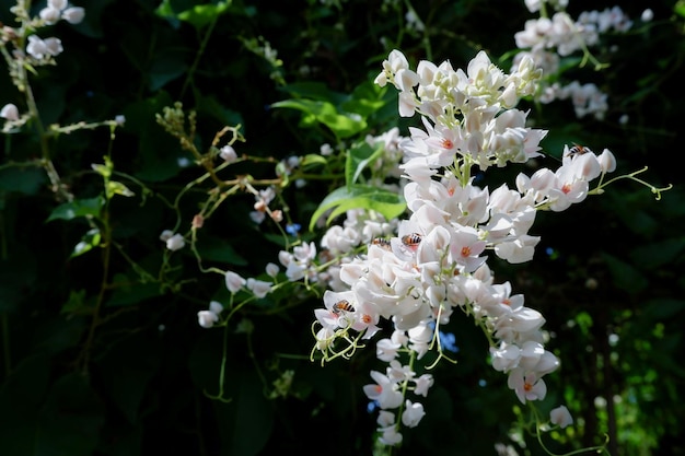 White flowers Mexican creeper Coral vine