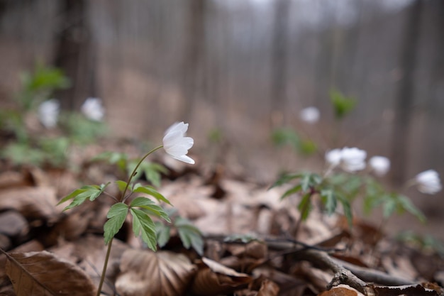 White flowers in the middle of the forest