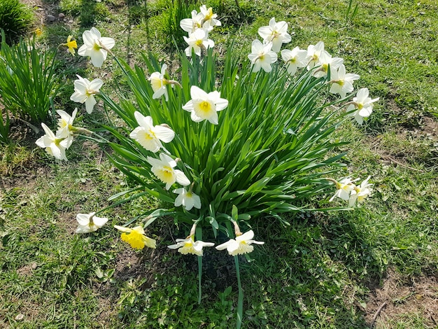 Photo the white flowers of narcissus tazetta bloomed in the garden narcissus tazetta closeup