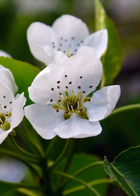 White flowers pear garden