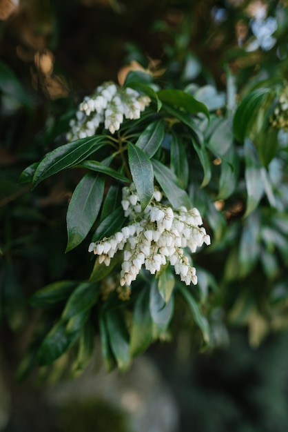 White flowers of pieris japonica bloom in spring in the garden