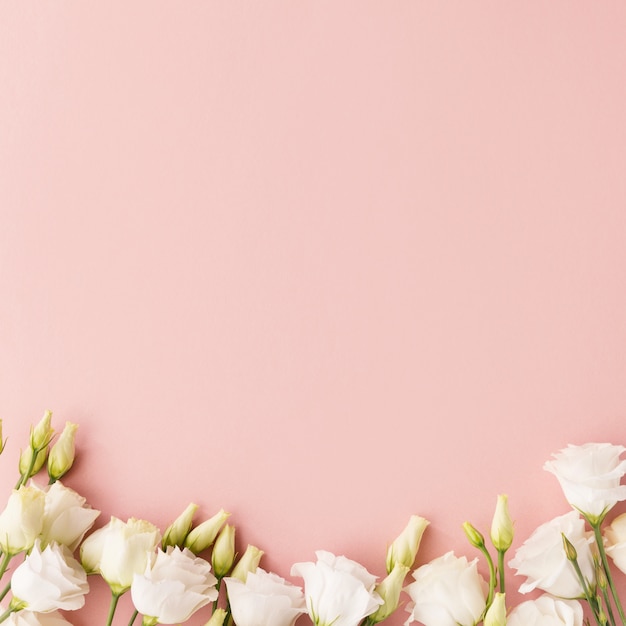 White flowers on pink background