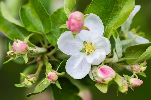 White flowers and pink buds of apple trees on a spring day