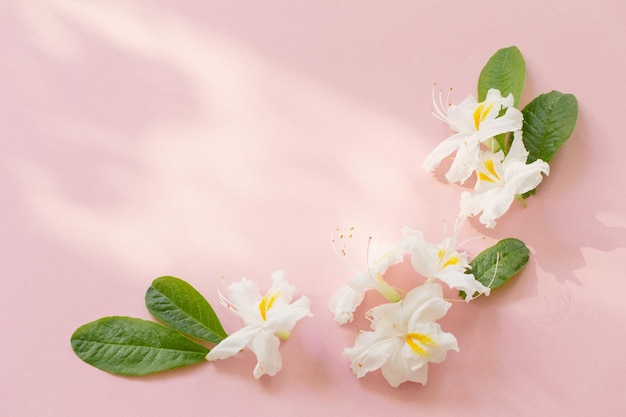 White flowers on pink paper background