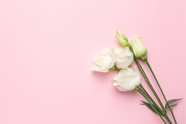 White flowers on pink