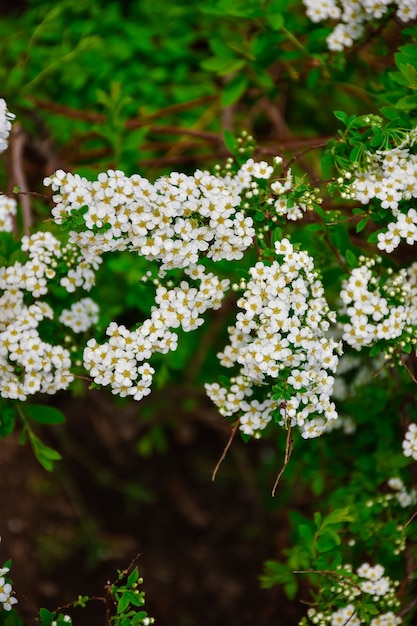 White flowers of spirea close up, white small flowers on branch