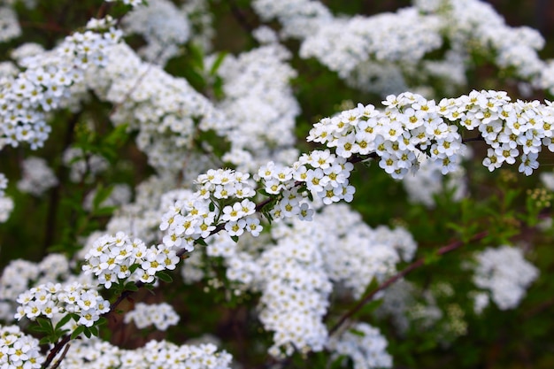 White flowers spring garden