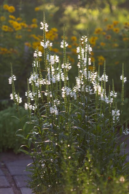 White flowers in the sun