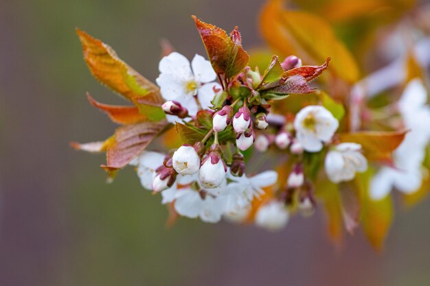 White  flowers sweet cherry on a tree close up in gentle light colors. Cherry blossoms