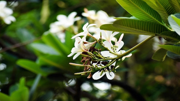 White flowers on a tree in the garden Singapore graveyard white flowers