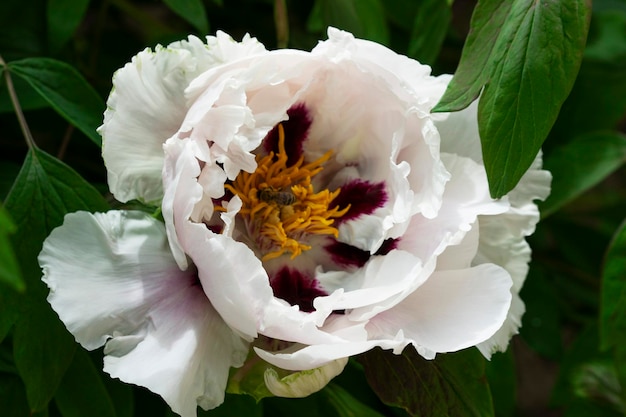 White flowers of a tree peony in a city park