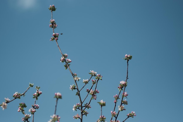 White flowers on trees in the garden against a clear blue sky Blooming cherry plum cherry Apple tree