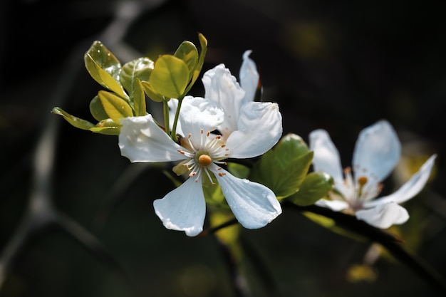 White flowers of the trifoliate orange, poncirus trifoliata or citrus trifoliata is also known as the Japanese bitter-orange, hardy orange or Chinese bitter orange