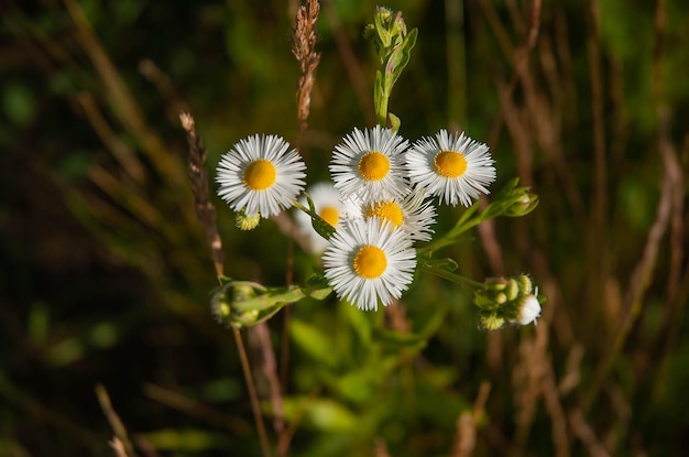 White flowers of wild chamomile