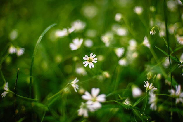 White flowers wild stellaria holostea blooming in the forest