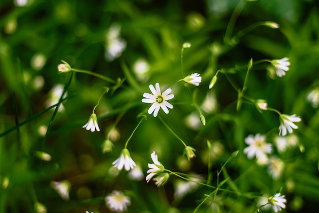 White flowers wild stellaria holostea blooming in the forest