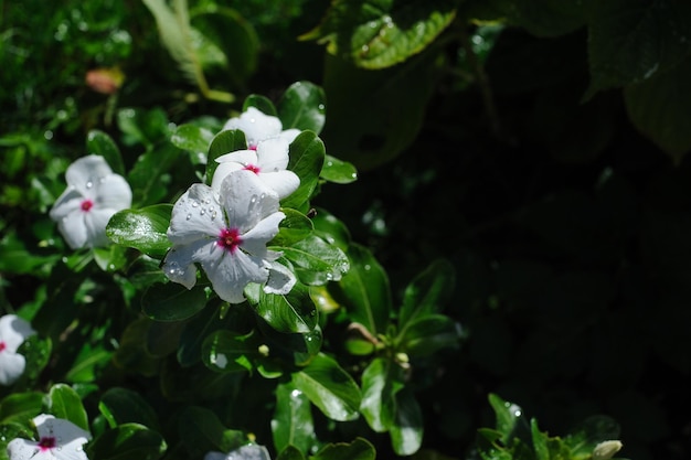 White flowers with black copy space