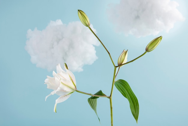 White flowers with blue background and clouds