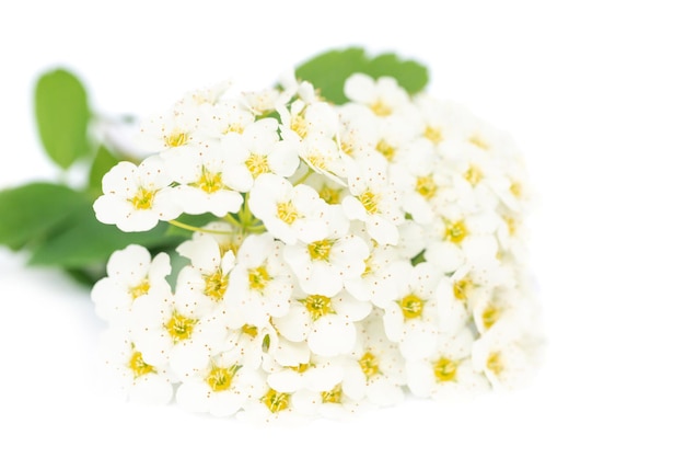 White flowers with green leaves