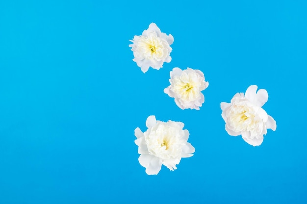 White flowers with petals floating on a blue background