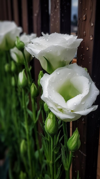 White flowers with rain drops on the bottom