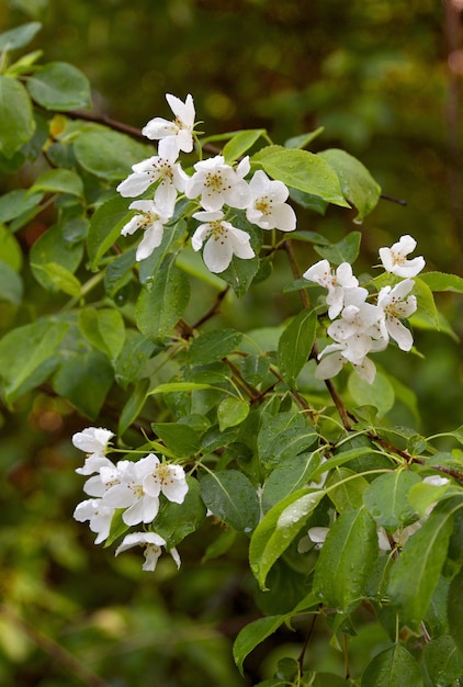 white flowers with raindrops on a green tree branch closeup blurred soft background