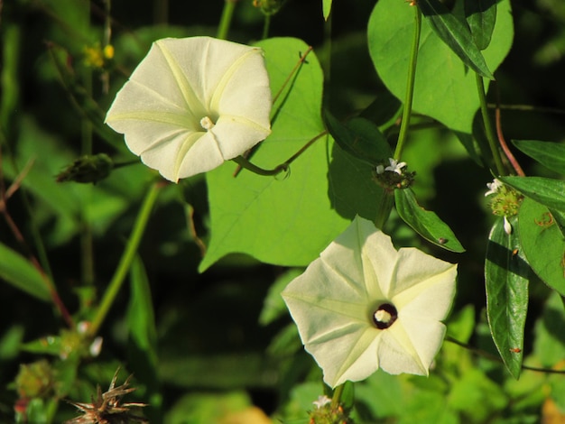 Photo white flowers with soft green line strip