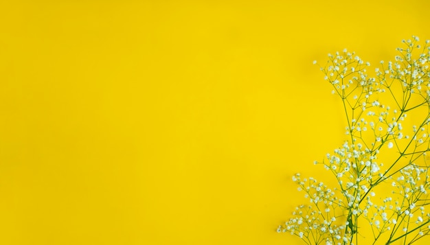 White flowers on a yellow background copy space