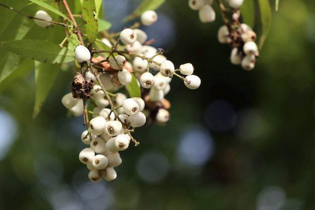 white flowers