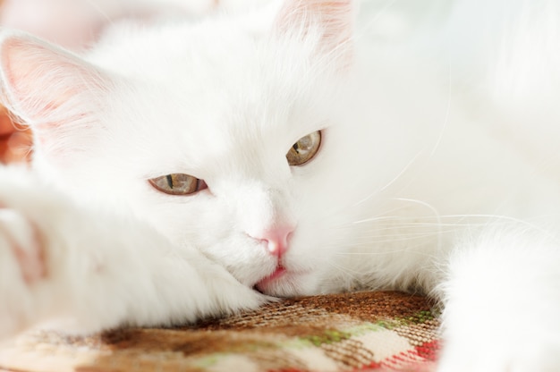 White fluffy angora cat lying in the sun