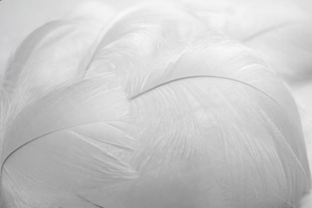 White fluffy bird feathers Beautiful fog Message to angel The texture delicate feathers soft focus