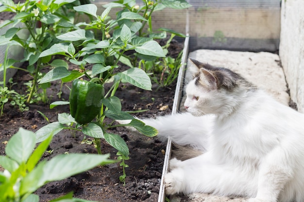 A white fluffy cat in a greenhouse looks at a growing green pepper. Wildlife