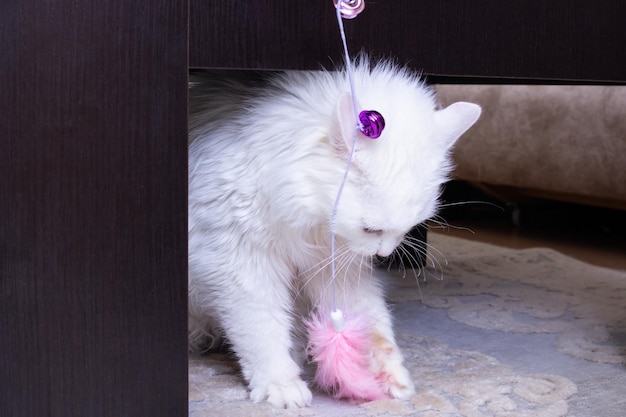 White fluffy cat playing with a toy