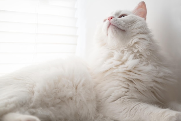 White fluffy cat resting on windowsill