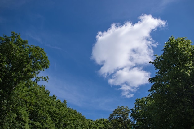 White fluffy cloud on background of blue sky framed by thick rounded crowns of trees