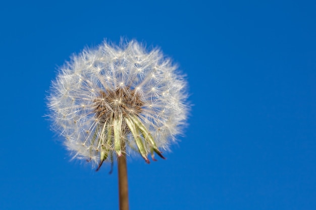 White fluffy dandelion on blue sky background.