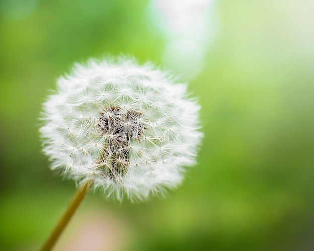 White fluffy dandelion nature flower forest park spring